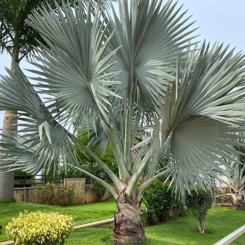 Seeds of Silver Bismarck Palm - BISMARCKIA NOBILIS Silver - T.O.G