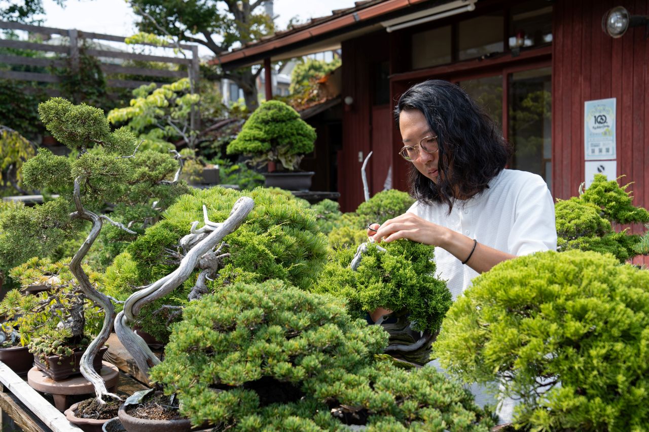 大宮盆栽村100年、世界に発信する生きる自然の芸術「BONSAI」 | Think