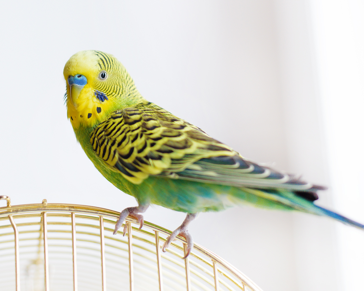 ペット大図鑑 - 鳥類 - ディスワン・ペッツワン