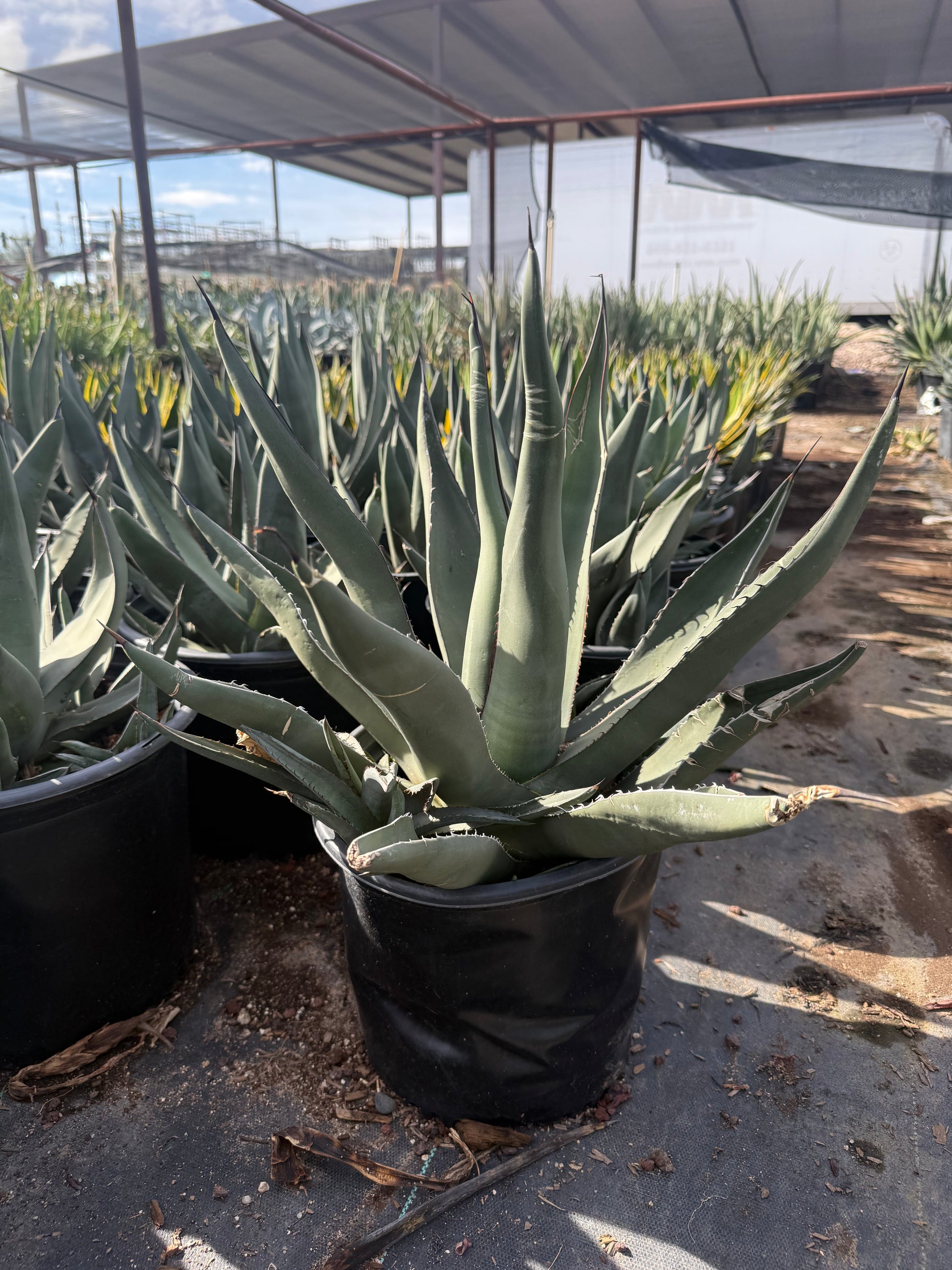 Sharkskin Agave – Three Timbers Landscape Materials