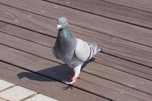 灰色鳩の写真素材｜写真素材なら「写真AC」無料（フリー）ダウンロードOK