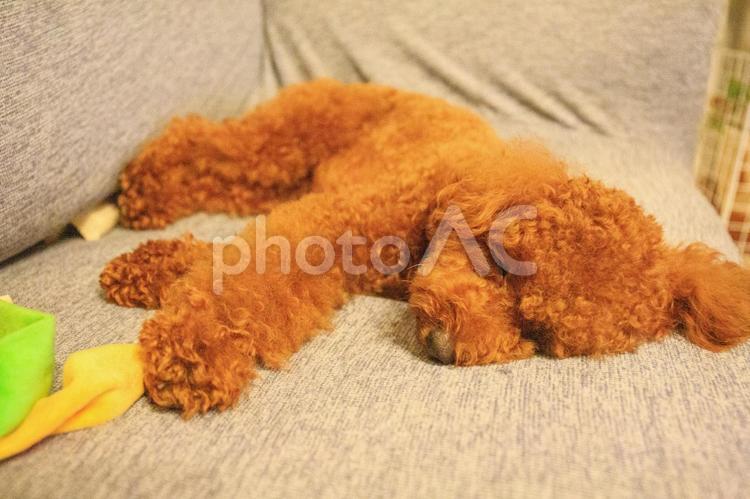 気持ちよく寝ているトイプードル - No: 24654207｜写真素材なら「写真