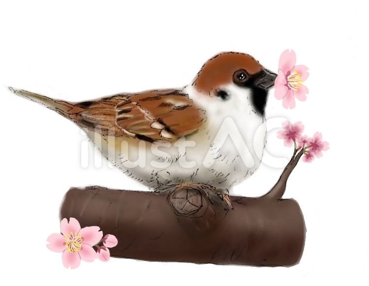 スズメ（雀）と桜の枝にとまり蜜を吸う絵イラスト - No: 2503839｜無料