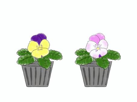 花の苗 07 パンジーイラスト - No: 2536252｜無料イラスト・フリー素材