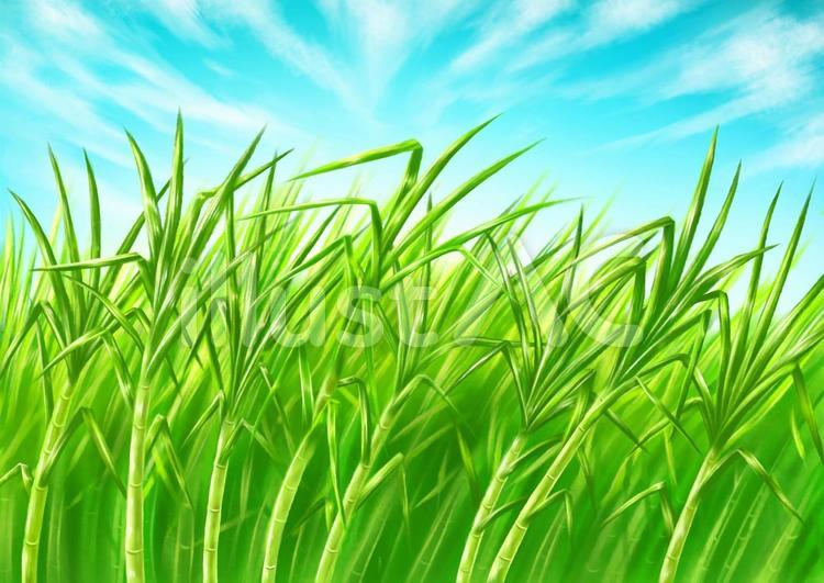 さとうきび畑イラスト - No: 804729｜無料イラスト・フリー素材なら
