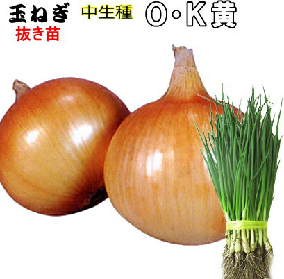 楽天市場】玉ねぎ 苗 o・p黄の通販