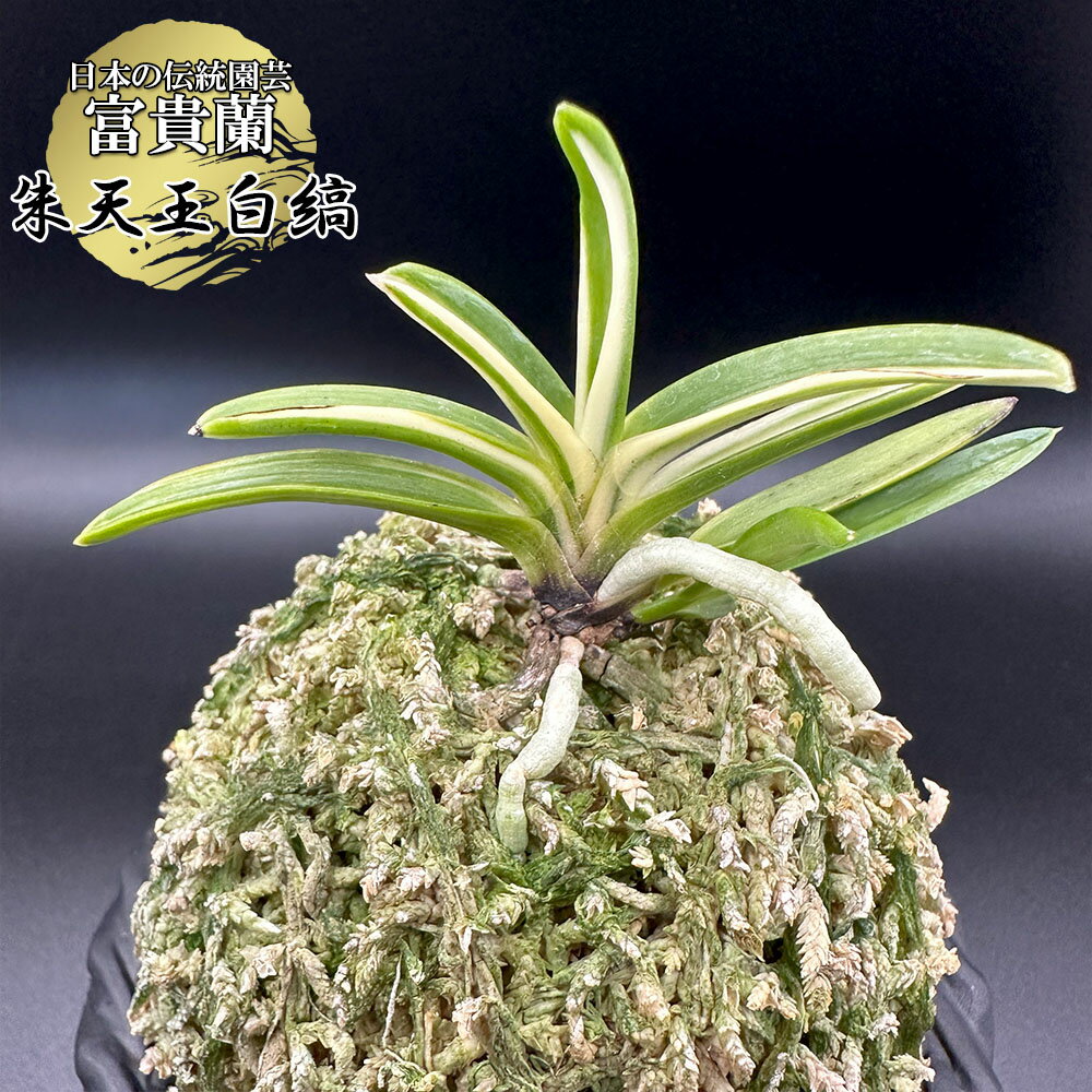 楽天市場】富貴蘭 朱天王の通販