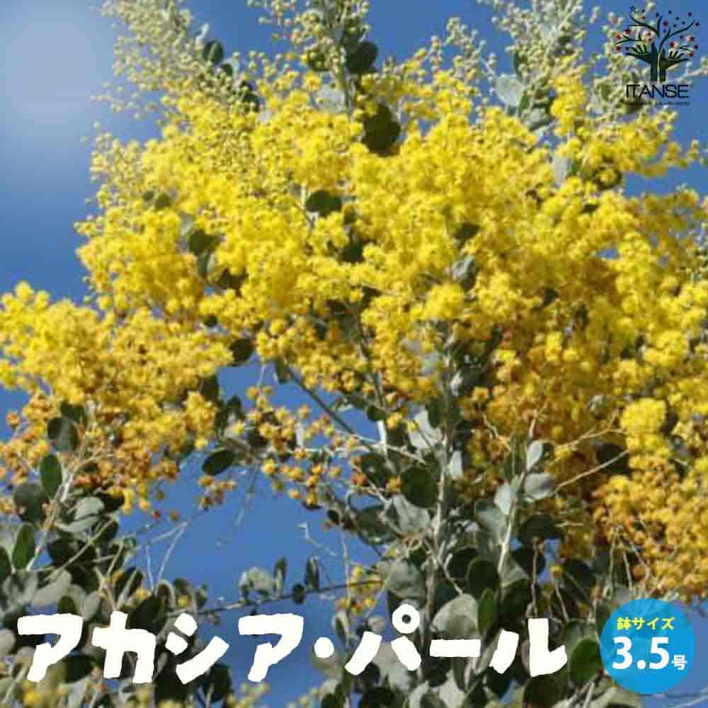 楽天市場】ミモザ パールアカシアの通販