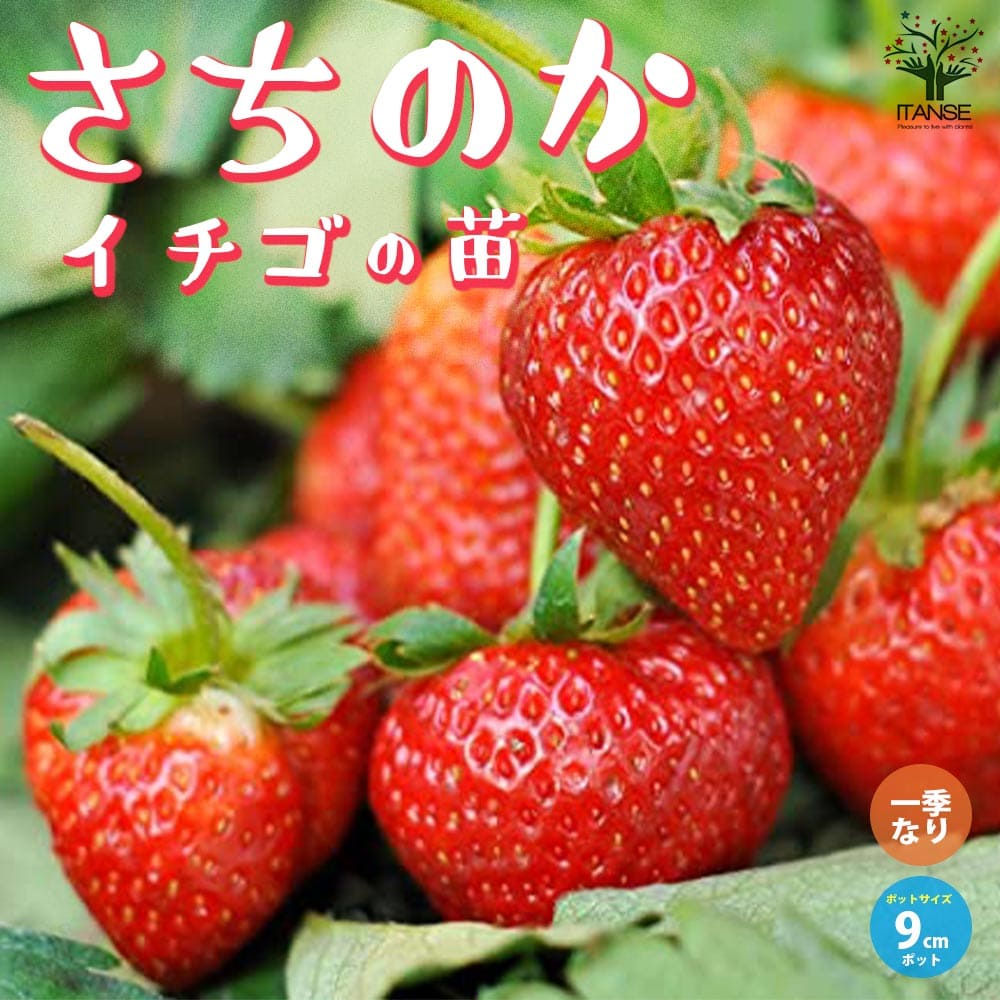 楽天市場】いちご苗 さちのかの通販