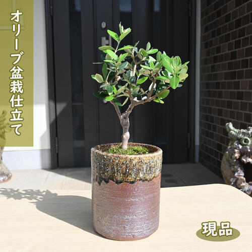 楽天市場】オリーブ 盆栽の通販