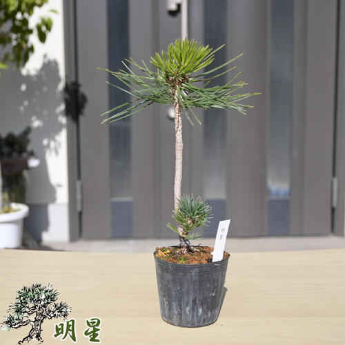 楽天市場】八房五葉松の通販