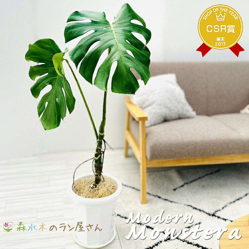 楽天市場】モンステラ 幹上がりの通販