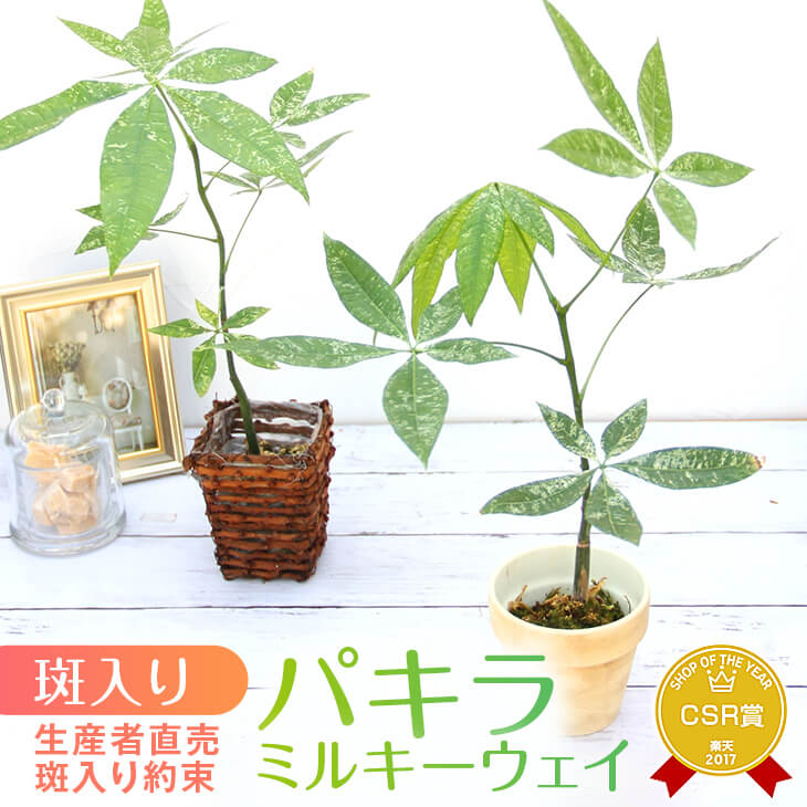 楽天市場】パキラ ミルキーウェイ（サイズ（植木鉢）～ 3号）（花