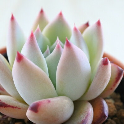 楽天市場】リンゼアナの通販