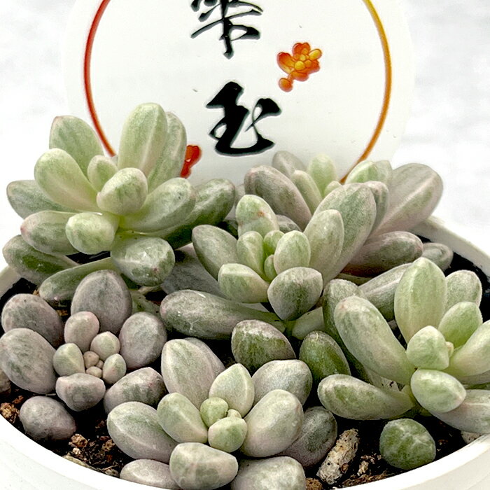 楽天市場】多肉 錦の通販