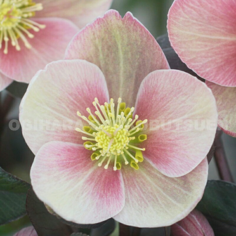 上向きに咲くクリスマスローズ】おすすめ品種3選！ーうつむき加減より