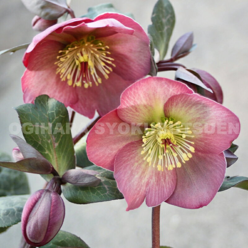 上向きに咲くクリスマスローズ】おすすめ品種3選！ーうつむき加減より