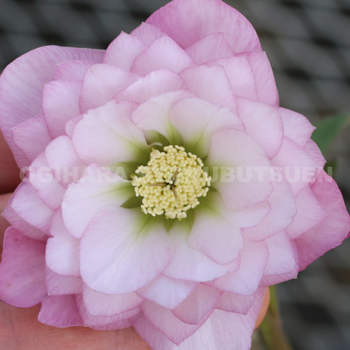 楽天市場】クリスマスローズ ダブル ピンクの通販