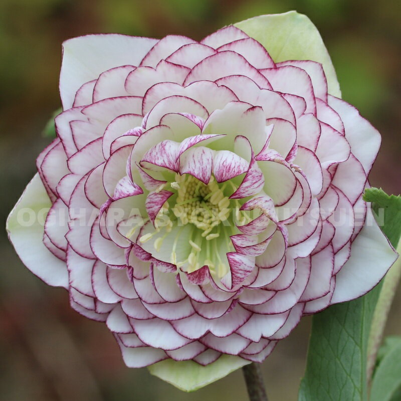 楽天市場】クリスマスローズ 大株の通販