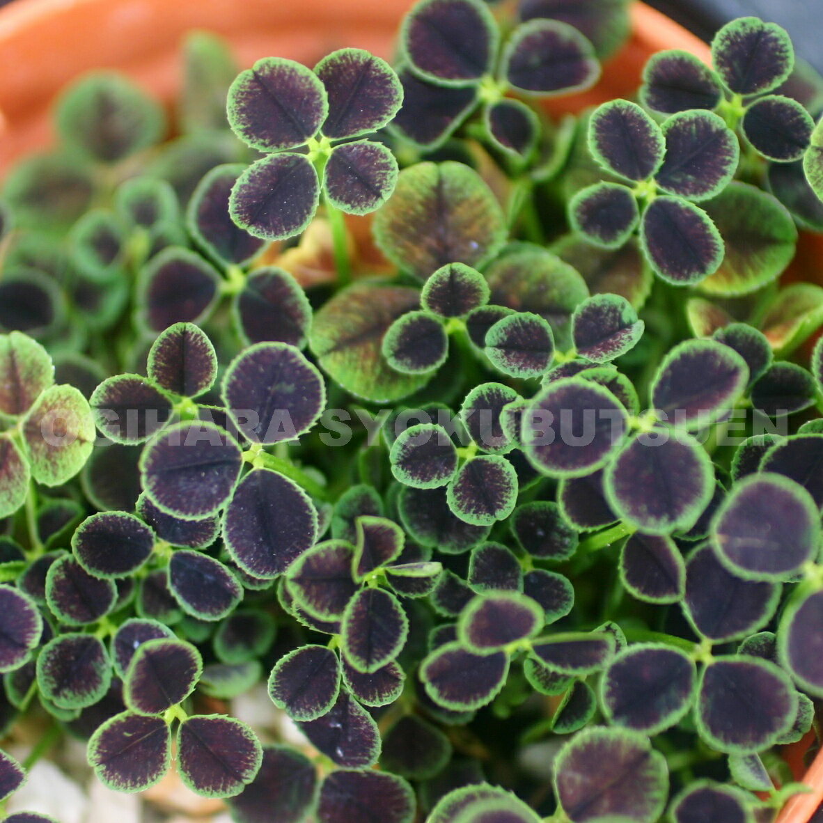 楽天市場】クローバー 苗の通販