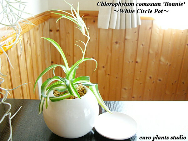 楽天市場】オリヅルラン ボニーの通販