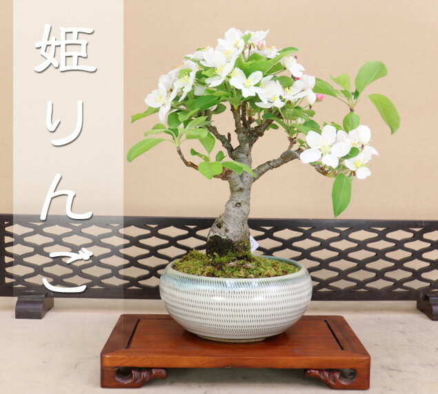 楽天市場】盆栽 琴姫の通販