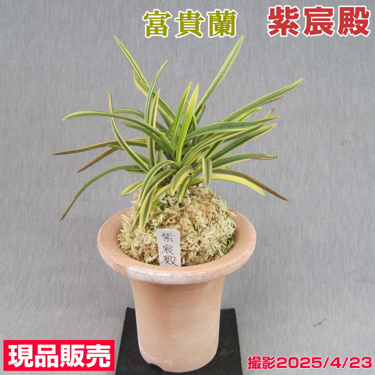 楽天市場】富貴蘭 本の通販