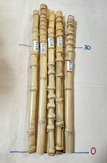 楽天市場】布袋竹の通販