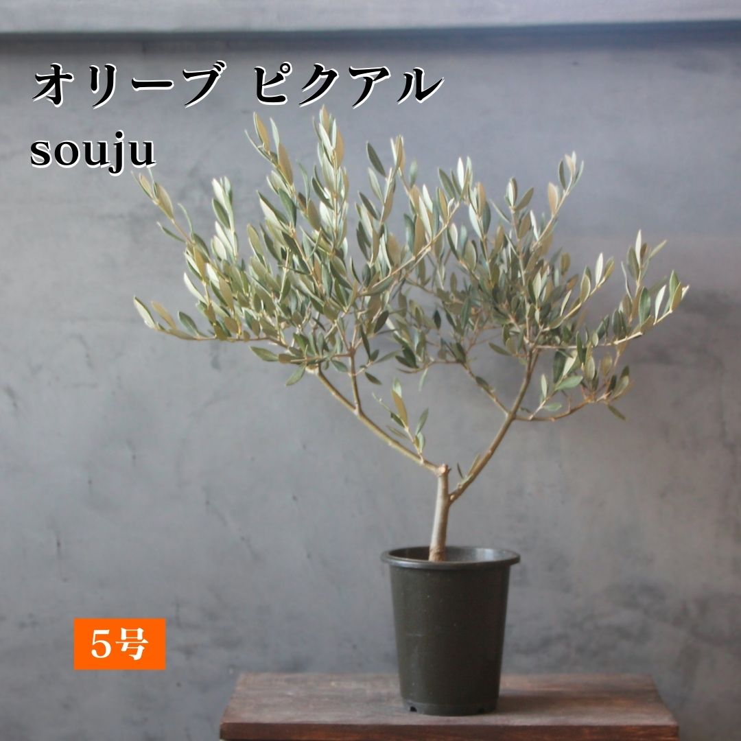 楽天市場】オリーブ souju ミッションの通販