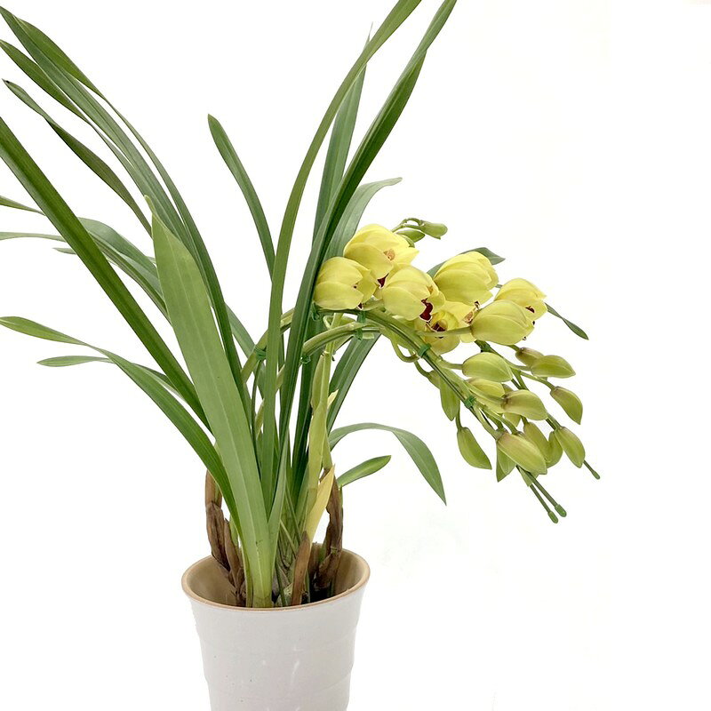 楽天市場】シンビジウム アーチの通販