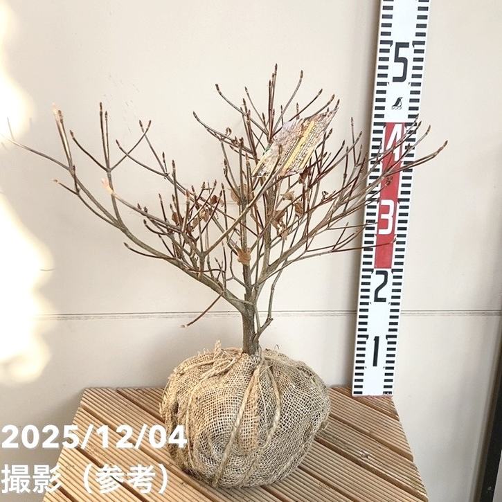 楽天市場】シロヤシオツツジの通販