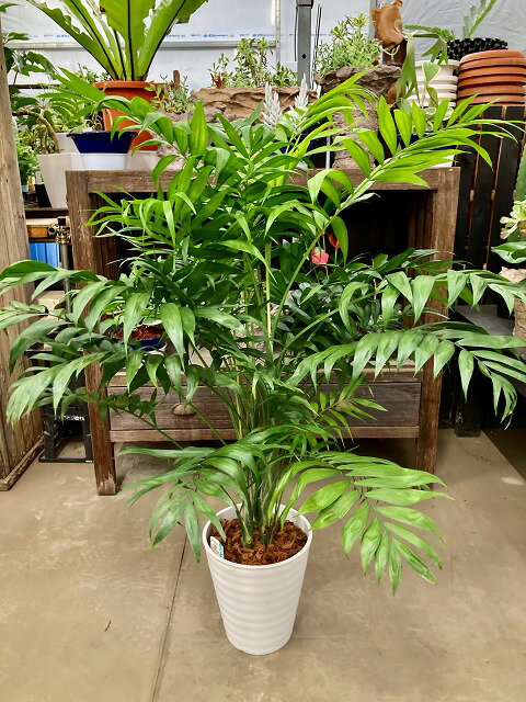 楽天市場】テーブルヤシ（種類（植物）チャメドレア）の通販