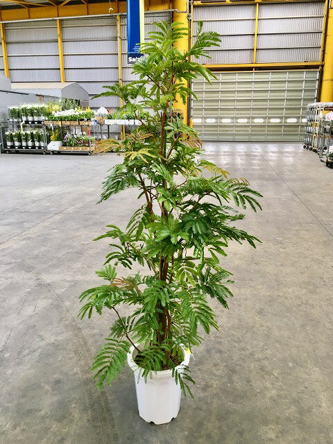 楽天市場】エバーフレッシュ 10号の通販