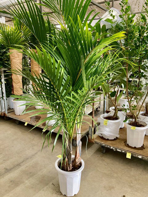 楽天市場】トックリヤシ 観葉植物（種類（植物）ヤシ）の通販