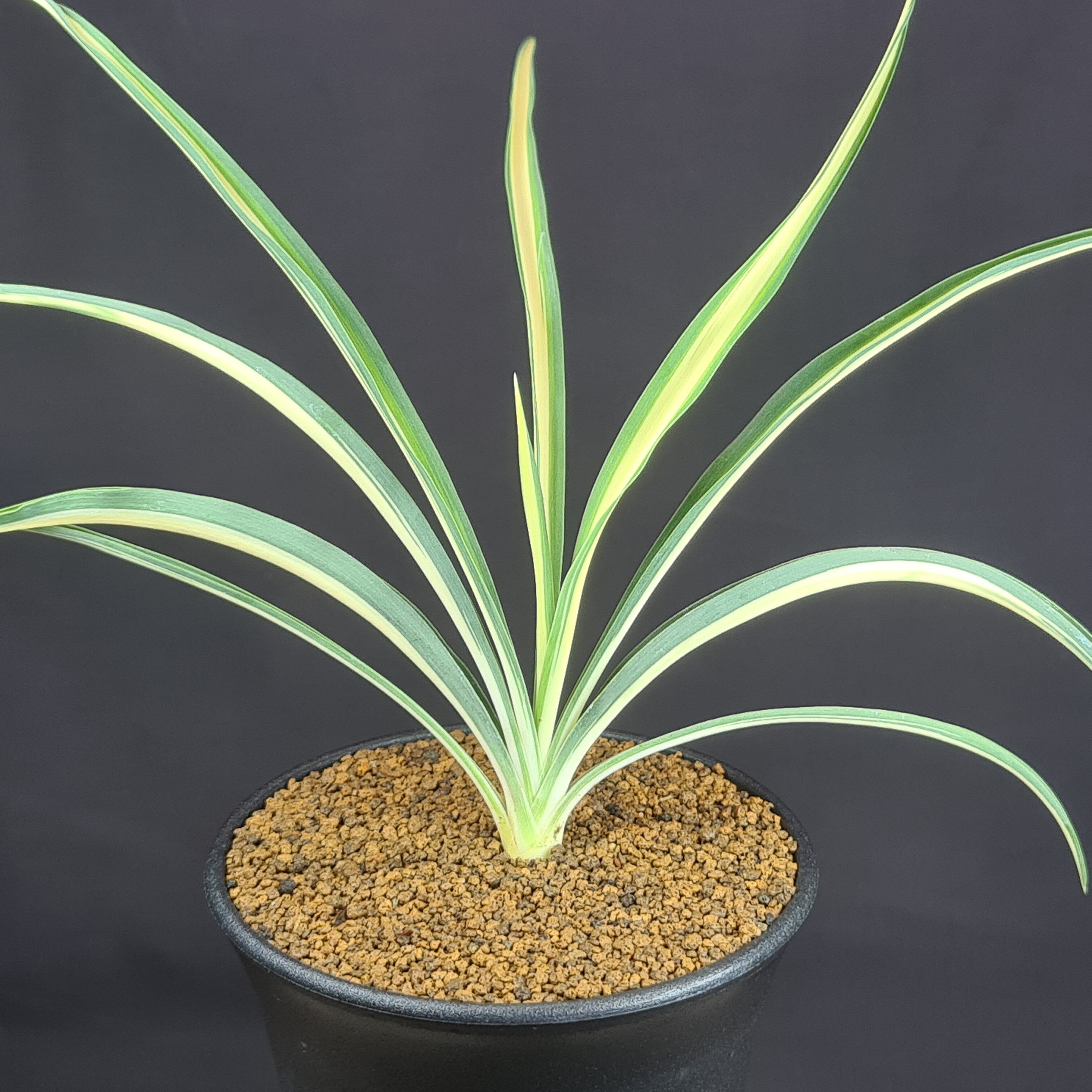 楽天市場】ユッカ 斑入りの通販