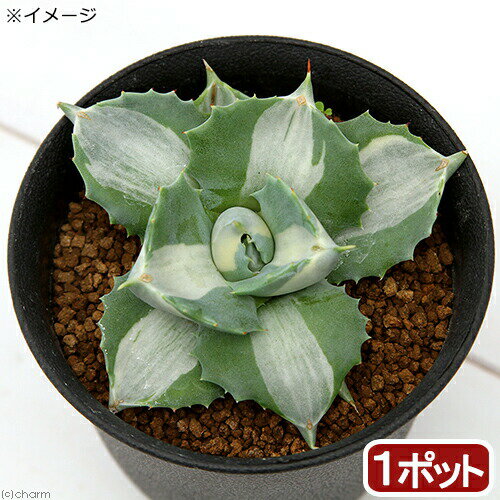 楽天市場】アガベ 種の通販