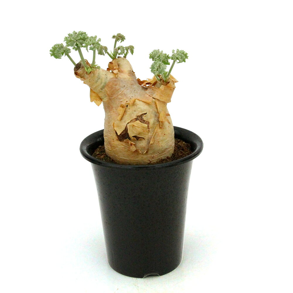 30現地発根株⁄大まんまる低重心キフォステンマ・ウター 20【現地発