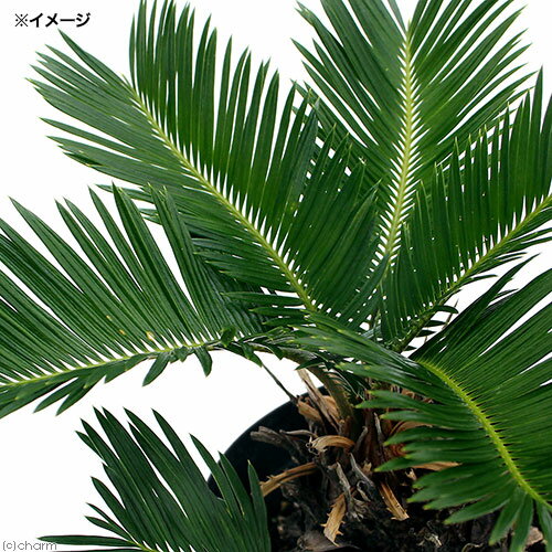 楽天市場】金環ソテツの通販