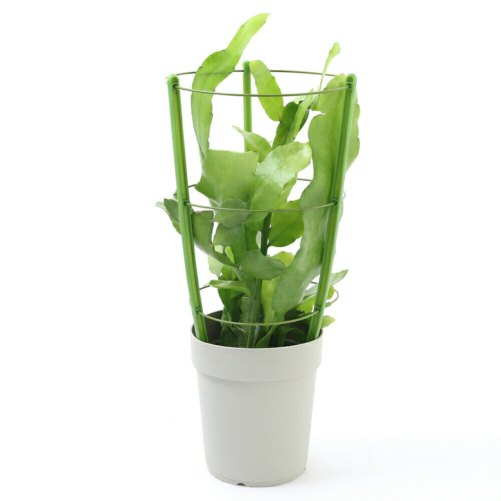 楽天市場】サボテン 夜 の 女王 販売の通販