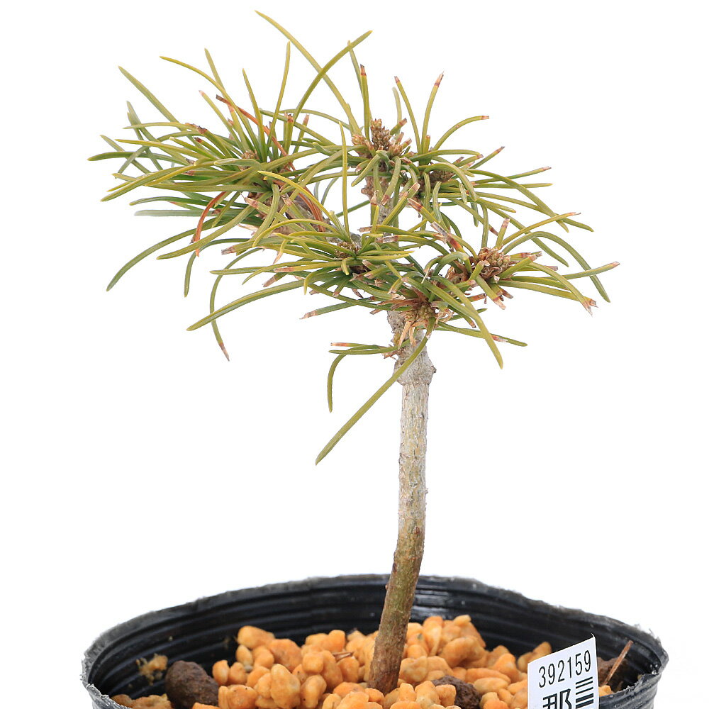 楽天市場】五葉松 那須の通販