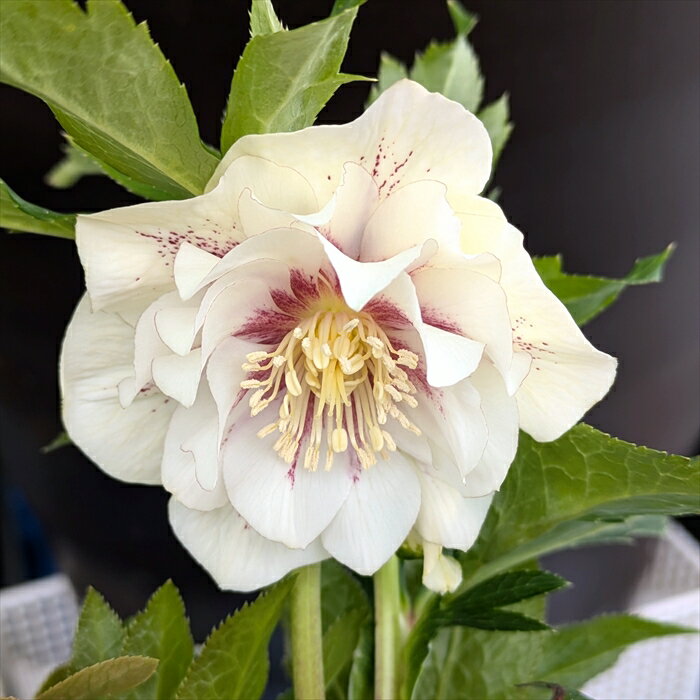 楽天市場】クリスマスローズ フラッシュの通販