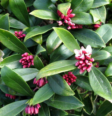 楽天市場】沈丁花 赤の通販