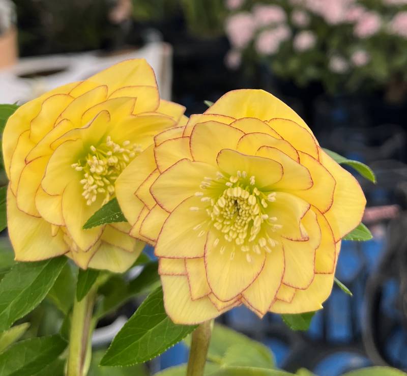 楽天市場】クリスマスローズ イエロー ピコの通販