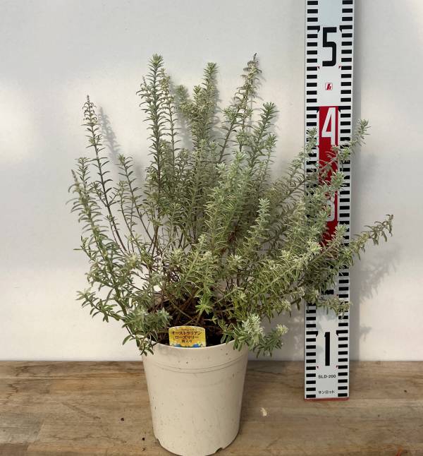 楽天市場】ウエストリンギア（種類（植物）ローズマリー）の通販