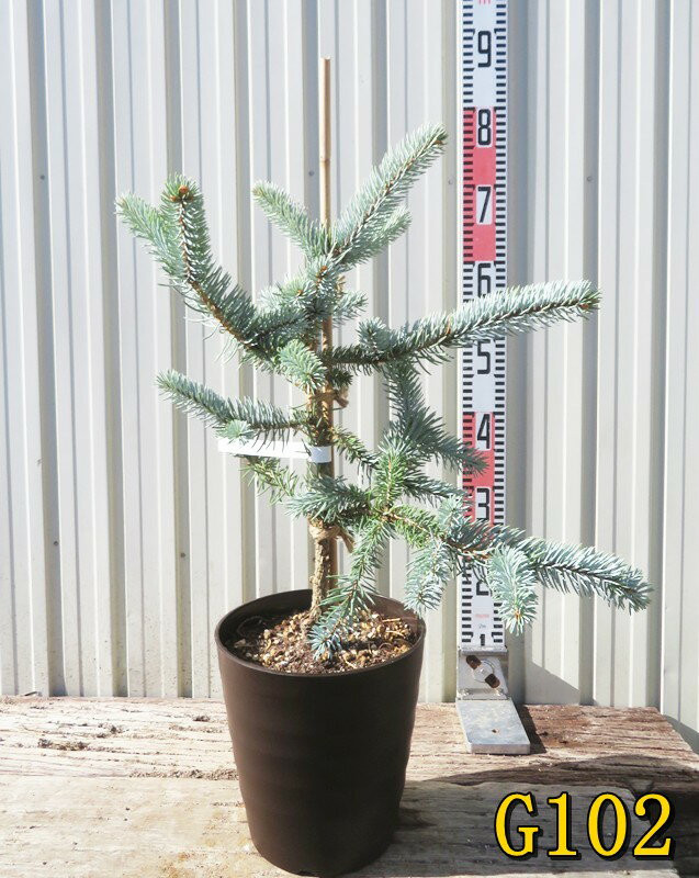 楽天市場】ピセア プンゲンストウヒ ホプシーの通販