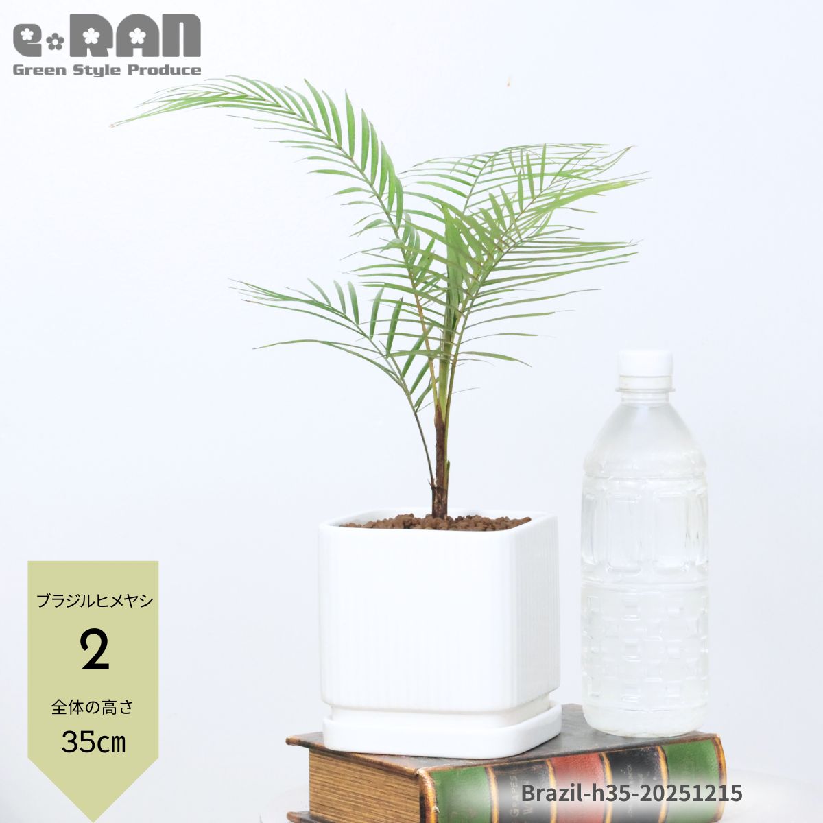 楽天市場】ヒメヤシの通販