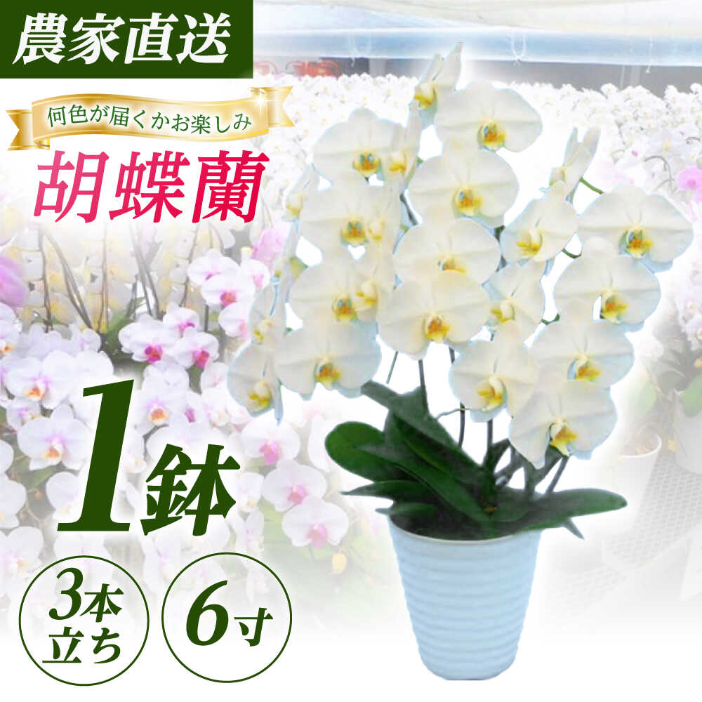 楽天市場】【ふるさと納税】【1本立ち4.5寸】生産農家直送！胡蝶蘭 1鉢