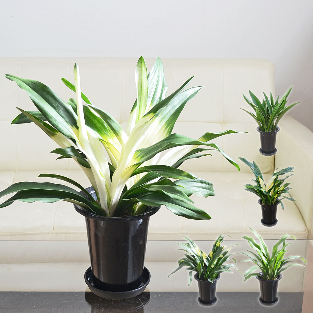 楽天市場】万年青 オモト（サイズ（植木鉢）4 ～ 6号）の通販