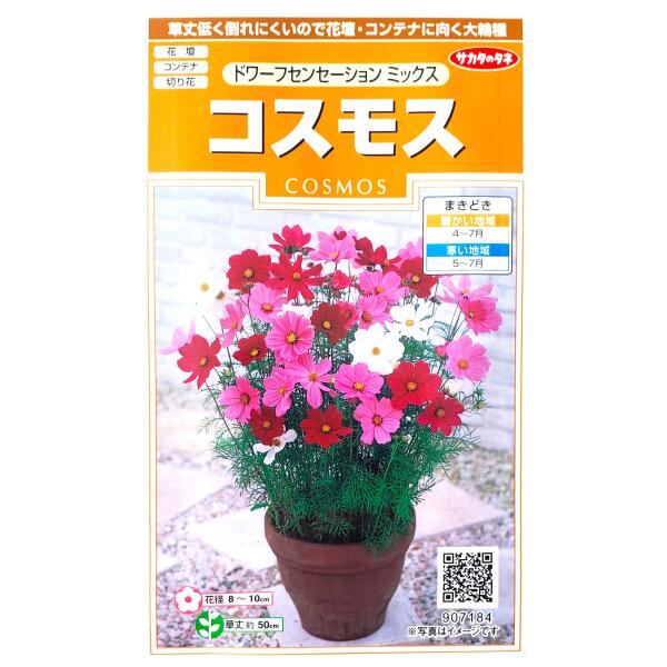 楽天市場】宿根コスモスの通販