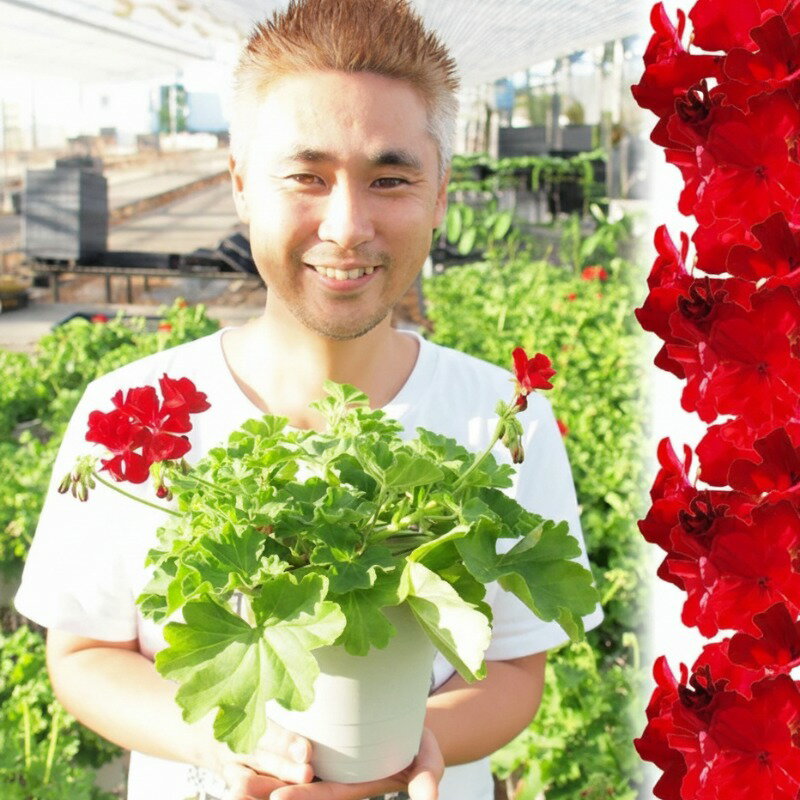 楽天市場】ゼラニウム 品種の通販